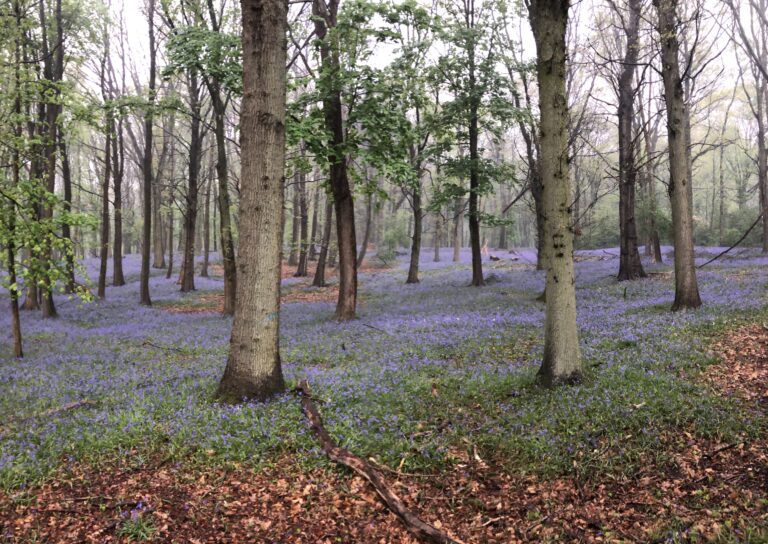 Het aansluitend bos